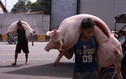 Trung Quốc ngừng nhập khẩu thịt lợn Đức sau vụ dịch tả lợn châu Phi