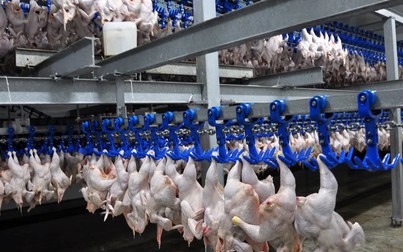 Trung Quốc tạm ngừng nhập khẩu thịt từ nhà máy thứ hai của Mỹ do COVID-19