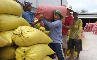 Nguồn cung giảm trong khi thị trường xuất khẩu rộng mở, giá lúa gạo đang tốt cho nông dân