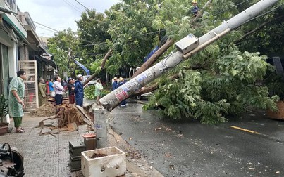 Hơn 600 cột điện gãy trong bão số 5, EVN miền Trung lý giải do cây  ngã đổ vào đường dây