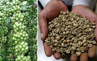 Việt Nam trở thành nhà cung cấp cà phê lớn nhất của Nhật Bản nhờ COVID-19