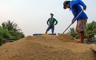 Sản lượng thu hoạch lúa hè thu giảm119.300 tấn, giá gạo Việt Nam tiếp tục tăng