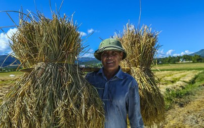Giá lúa gạo trong nước tăng nhẹ trở lại