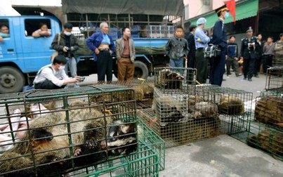 Phạt tù đến 15 năm nếu vận chuyển trái phép động vật hoang dã bị cấm