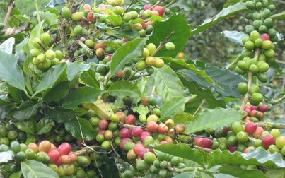Cà phê Tây Nguyên vượt 33.000 đồng/kg
