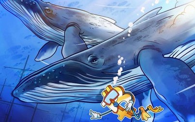 Cá voi tăng cường tích lũy, Bitcoin vượt mốc 16.300 USD