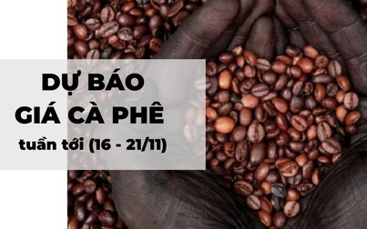 Dự báo giá cà phê tuần tới (16 - 21/11): Giá cà phê tiếp tục tăng do nguồn cung yếu