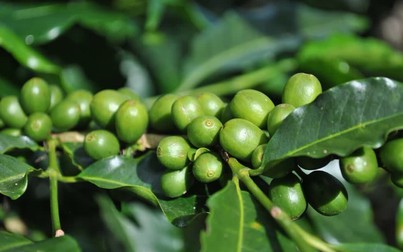 8 loại hạt cà phê ngon và được ưa chuộng nhất thế giới