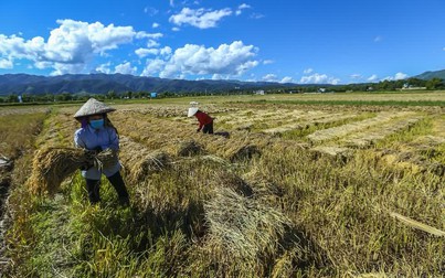 Giá gạo tiêu thụ nội địa giảm, giá gạo xuất khẩu tăng nhẹ