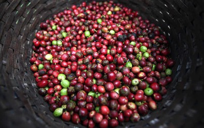 Dự báo sản lượng cà phê của Brazil sẽ giảm 20% trong vụ tới