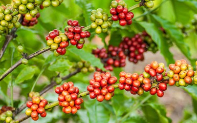 Giá cà phê thế giới tiếp tục tăng do sản lượng sụt giảm