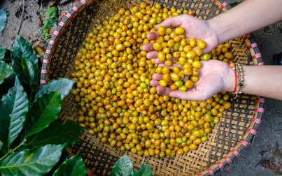 Cà phê Việt Nam vào cao điểm thu hoạch, giá thế giới giảm đồng loạt