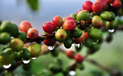 Nguồn cung cà phê Arabica giảm mạnh