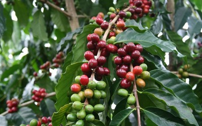 Giá cà phê Tây Nguyên còn 30.900 đồng/kg