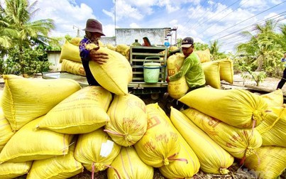 Gạo xuất khẩu Việt Nam giảm còn 500 - 505 USD/tấn