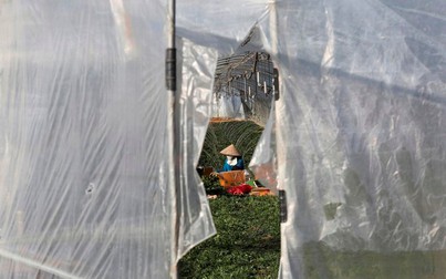 Lao động nhập cư phải đối mặt với điều kiện tồi tệ tại các trang trại của Hàn Quốc