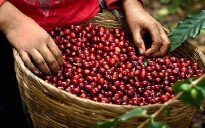 Cà phê Tây Nguyên giảm 100 đồng/kg, cao nhất đạt 32.800 đồng