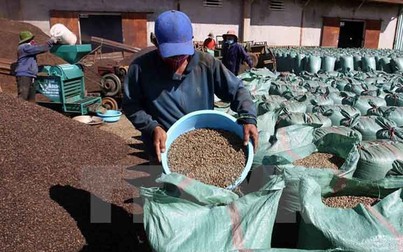 Giá cà phê xuất khẩu tháng 1/2022 tăng gần 30% so với cùng kỳ 2021