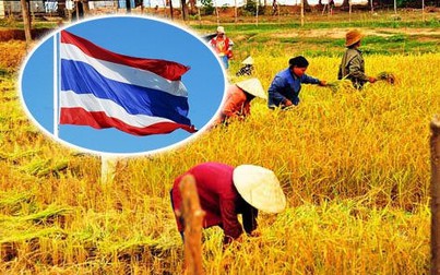 Xuất khẩu gạo Thái Lan được dự báo tăng mạnh