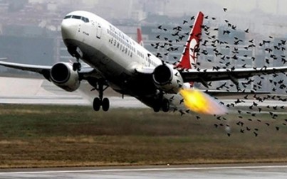 Chim va làm vỡ ống dầu thuỷ lực máy bay