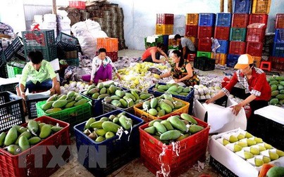Xuất khẩu rau quả sang Trung Quốc đạt hơn 1,7 tỷ USD 