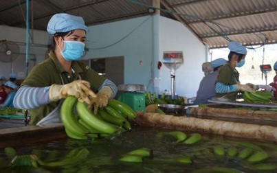 Cơ hội cho trái chuối Việt Nam xuất khẩu vào Hàn Quốc
