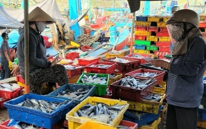 Ngư dân Bình Định gặp khó khăn do giá hải sản xuống thấp