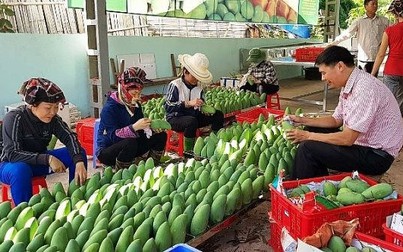Kim ngạch xuất khẩu rau quả thấp nhất trong 1 năm qua