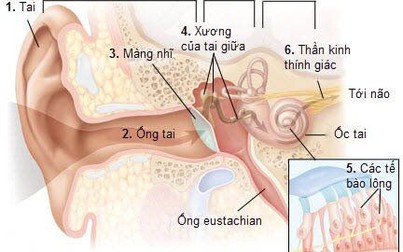 Nghiên cứu mới, người mắc COVID-19 có thể bị ảnh hưởng đến thính giác