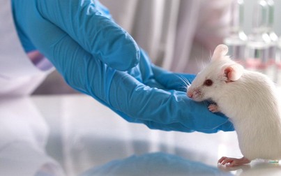 Đài Loan (Trung Quốc) điều tra một phụ nữ nghi ngờ lây nhiễm COVID-19 từ chuột thí nghiệm
