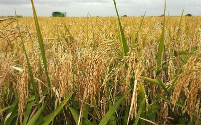 Giá lúa gạo tăng giảm trái chiều