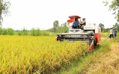 Gạo xuất khẩu bất ngờ giảm thêm 5 USD/tấn