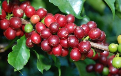 Giá cà phê nội địa tiếp đà tăng 400 đồng/kg
