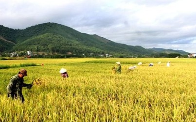 Giá gạo xuất khẩu 25% tấm bất ngờ giảm nhẹ 2 USD/tấn