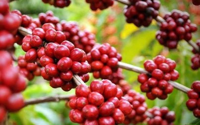 Giá cà phê robusta giảm 2 USD/tấn