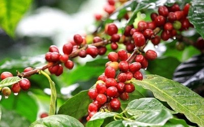 Giá cà phê trong nước giảm 200 đồng/kg trong tuần qua