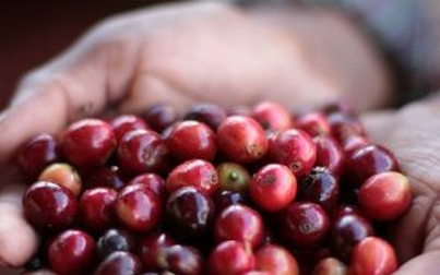 Xuất khẩu cà phê 2021 xấp xỉ 3 tỉ USD