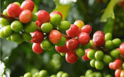 Giá cà phê tiếp tục đi xuống, robusta ở mức 2.488 USD/tấn
