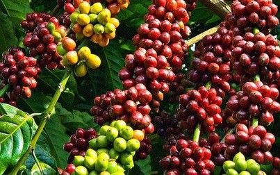 Giá cà phê Tây Nguyên giảm 200 đồng/kg