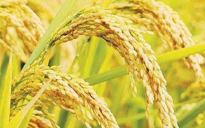 Gạo xuất khẩu giữ mức giá ổn định 