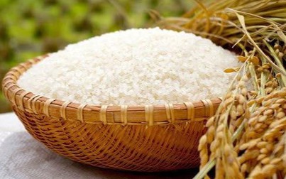 Gạo xuất khẩu 5% tấm tăng 5 USD/tấn