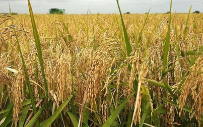 Lúa OM 5451 tăng 100 đồng/kg, giá gạo ổn định