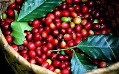 Giá cà phê trong nước xuống dưới mốc 31.000 đồng/kg