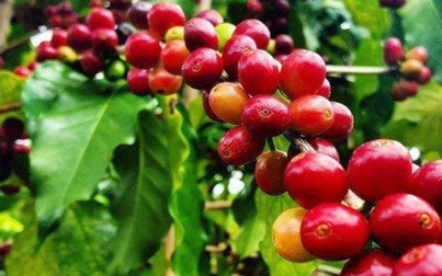 Giá cà phê trong nước và thế giới đồng loạt giảm