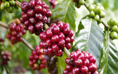 Giá cà phê đồng loạt giảm 100 đồng/kg tại thị trường trong nước