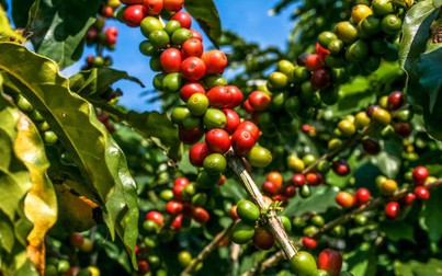 Thị trường nông sản ngày 20/10: Giá cà phê giảm mạnh, cao su bật tăng