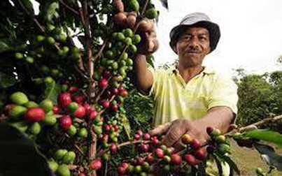 Thị trường nông sản ngày 7/10: Giá cà phê thế giới đồng loạt giảm
