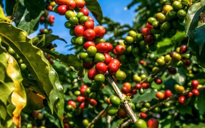Thị trường cà phê tăng nhỏ giọt, dao động khoảng 40.100 - 41.700 đồng/kg