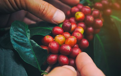 Sau niên vụ xuất khẩu kỷ lục, thị trường nông sản bước vào giai đoạn khó khăn