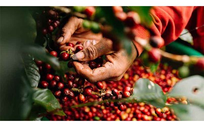 Giá cà phê trong nước tăng 800 đồng/kg, thế giới sụt giảm
